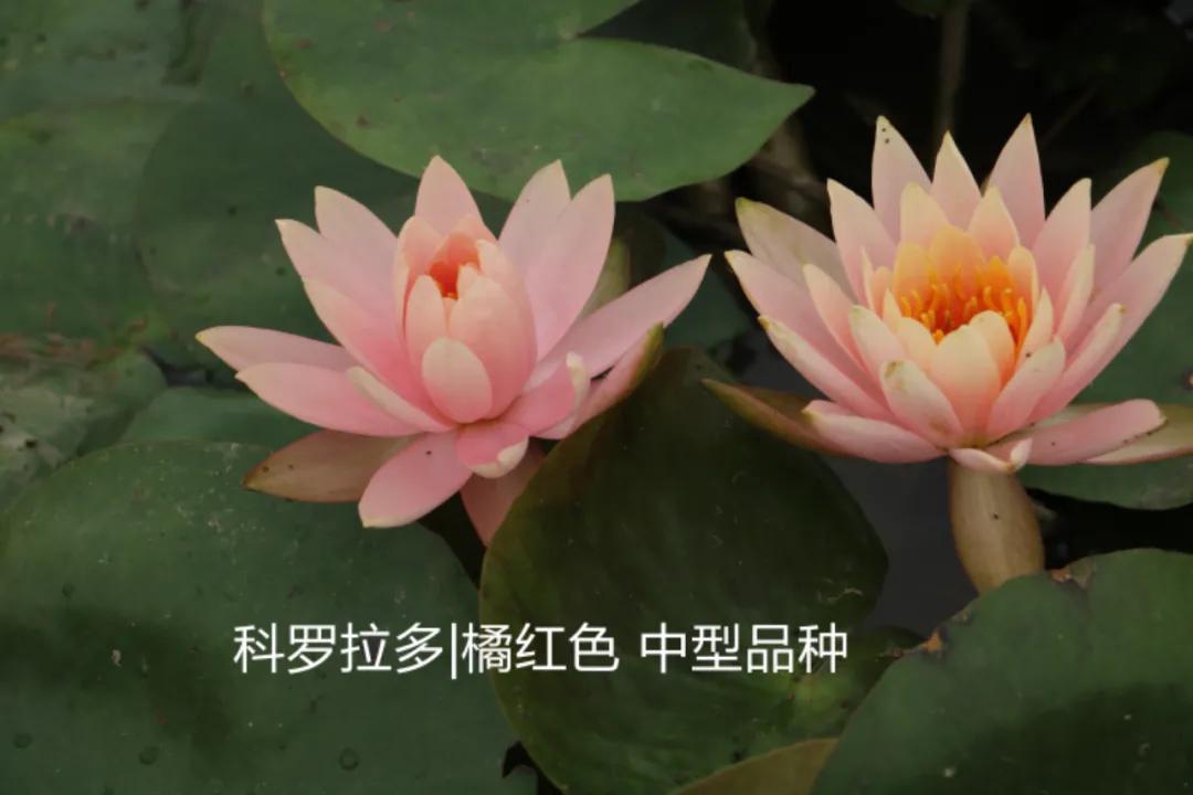 碗莲跟睡莲哪个合适鱼缸养鱼,睡莲和碗莲哪个合适在水缸养
