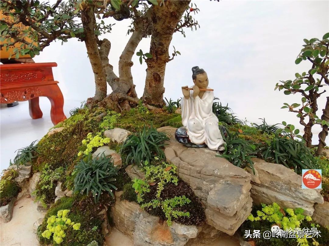 文人杂木盆景精品欣赏,能够做盆景的杂木图片大全