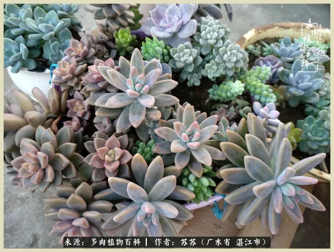 不要辜负与多肉的美好时光,多肉能够给人岁月静好的感觉