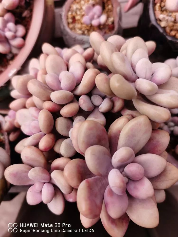 冬日如何更好地养多肉,冬天能够户外养护的多肉