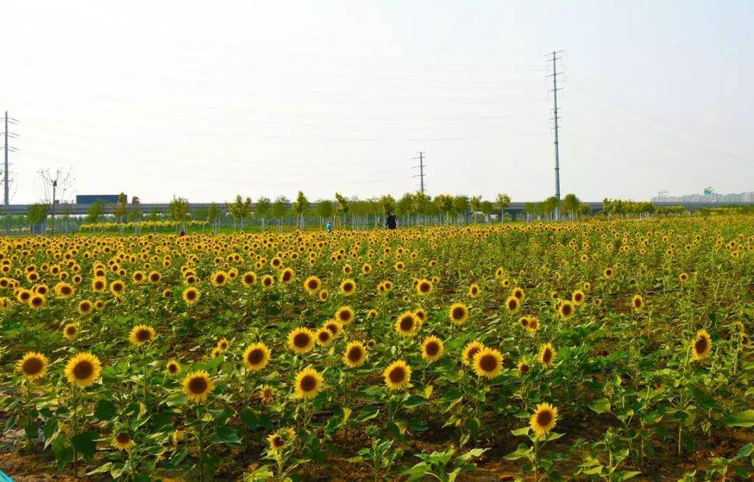 七彩花田向日葵视频,新向日葵花海视频