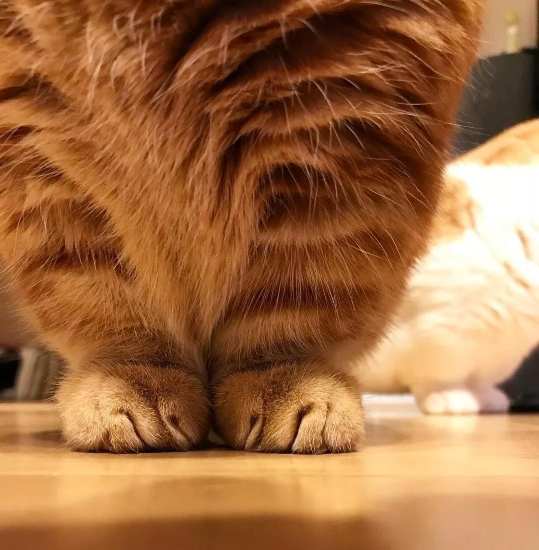 猫咪兄妹萌翻全场,短腿猫咪兄妹