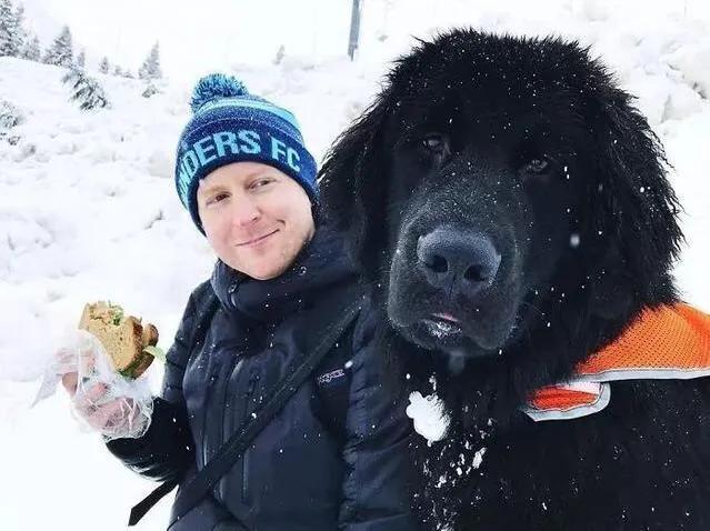 世界各国大型猛犬排名,世界各国猛犬排名