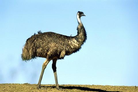 世界所有国家国鸟,世界各国国鸟大全