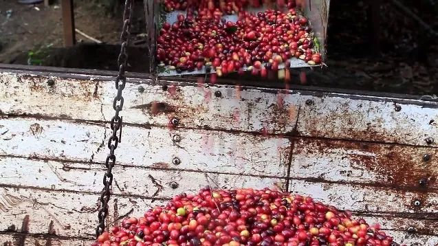 肯尼亚咖啡豆产区,世界四大产区顶级阿拉比卡咖啡豆