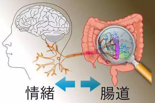 深入了解大脑,什么是肠脑轴