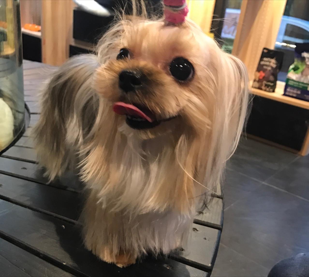 女生合适养什么狗约克夏,十种最好养的小型犬约克夏