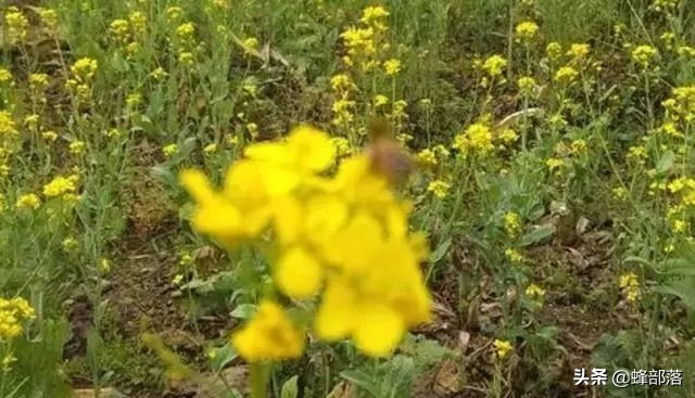 新手养蜂需要掌握哪些养蜜蜂技术,养殖蜜蜂前景如何