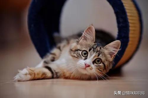 猫咪绝育之后反而乱尿怎么办,猫咪从不乱尿突然乱拉咋回事