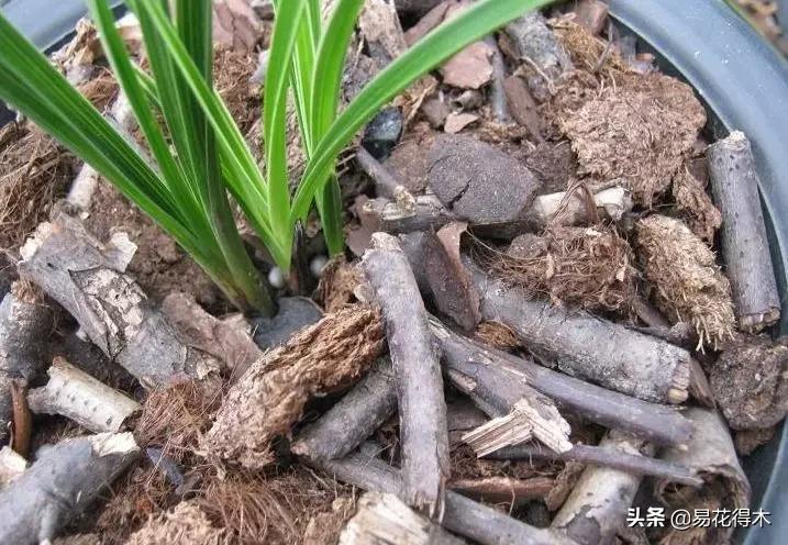 花卉栽培｜蛇木、泥炭、椰糠、松针，这些纤维类植料有什么优点？
