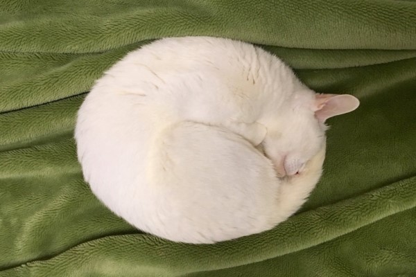 猫咪变身奥秘 (盘点猫咪成精)
