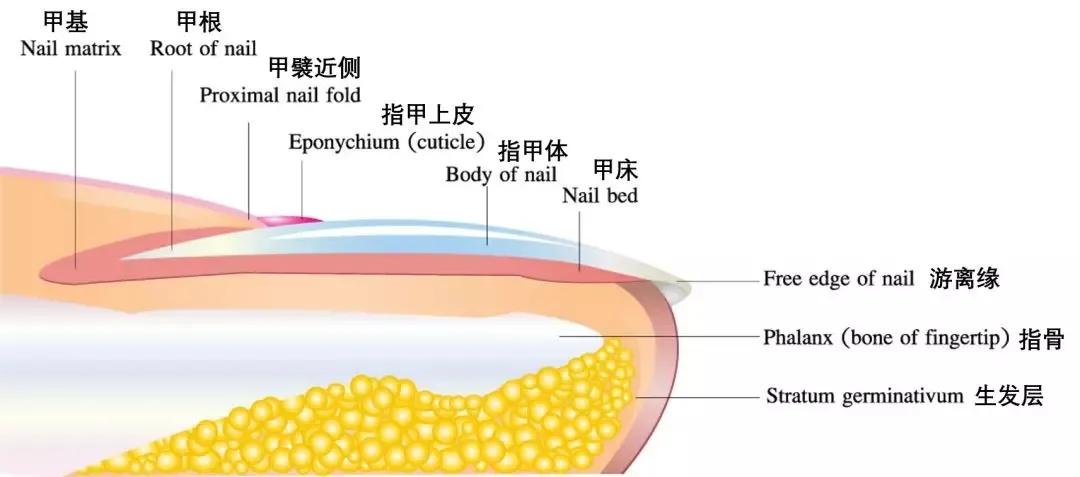 女生指甲太短甲沟炎,指甲剪成什么形状不得甲沟炎