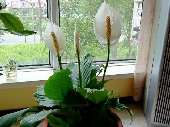 细菌最怕5种花家里养一盆,净化空气甲醛最怕的十种花
