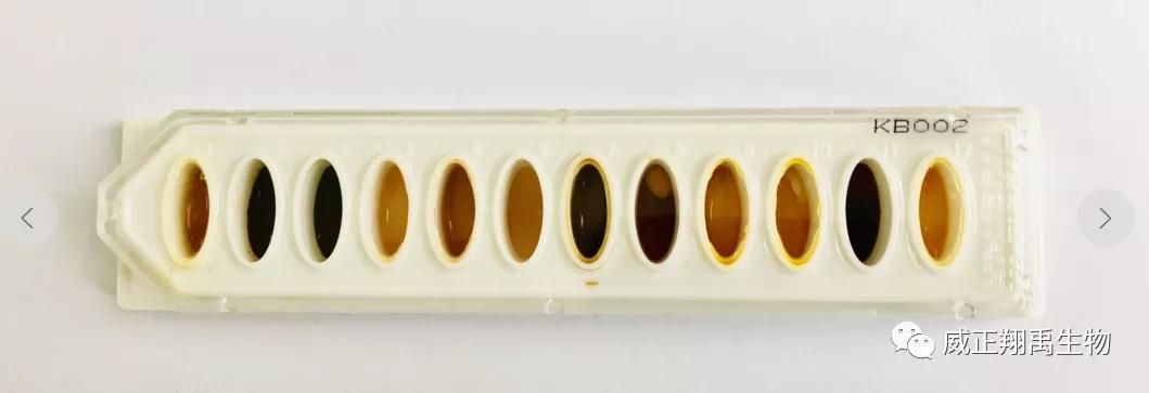 洋葱伯克霍尔德菌谁发现的,伯克霍尔德菌对洋葱有什么危害