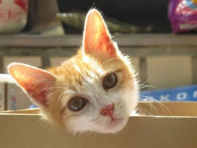 当我觉得养猫很贵时能够养什么猫,不斟酌价格新手养什么猫好