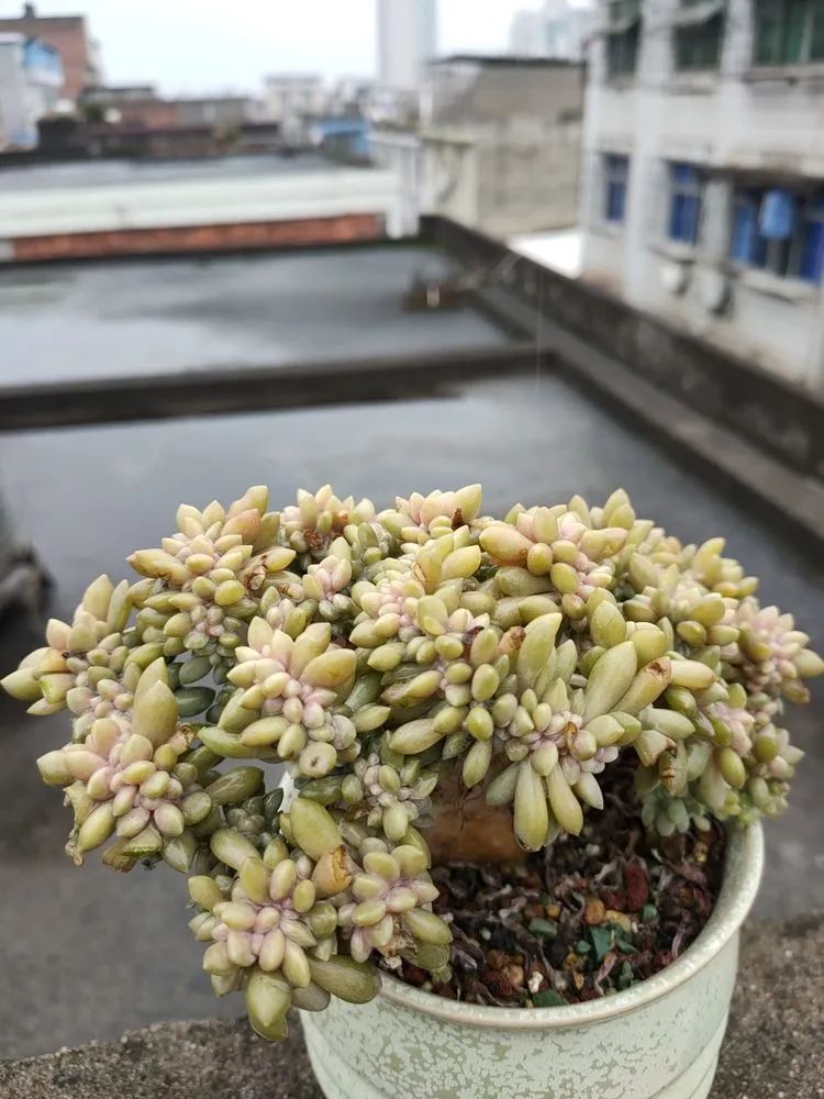 疫情期间在家欣赏多肉,疫情期间被多肉治愈