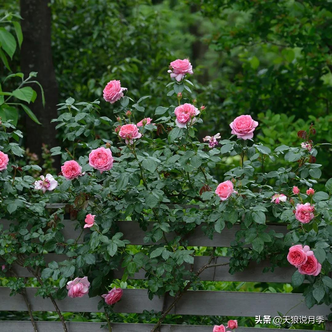 清新淡淡的月季花香水推荐,月季花香的香水有哪些