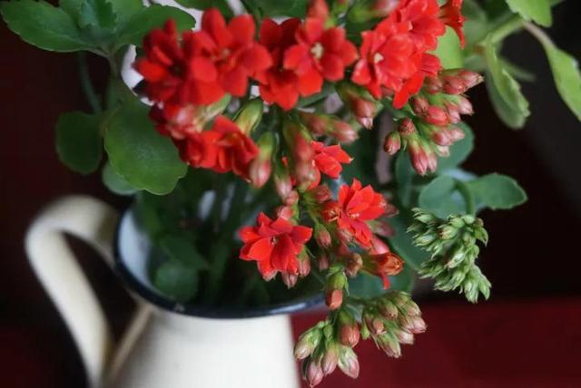 水培郁金香花期过后怎么处理叶子,4种花合适新手养漂亮好养