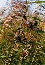 东北降龙真实故事,中国降龙事件是真的吗