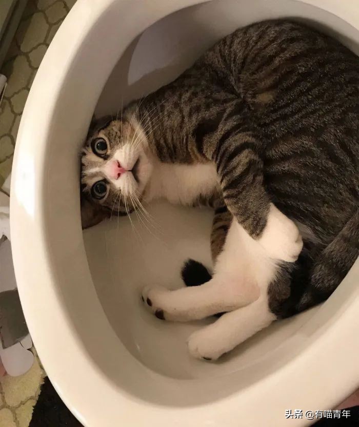 猫咪拉屎姿势好笑,猫咪拉屎搞笑表情