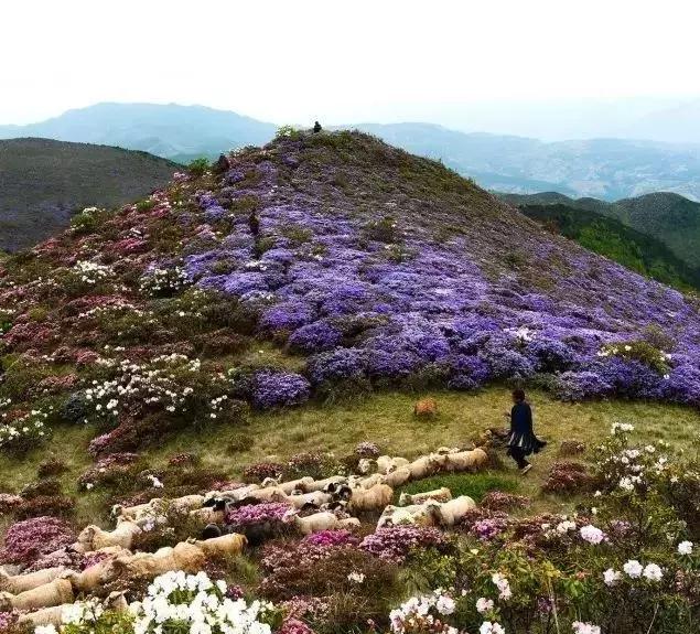 凉山州哪里能够赏花,西昌赏花攻略