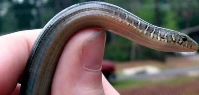 壁虎断尾是怎么重生的,壁虎断尾重生是什么特性