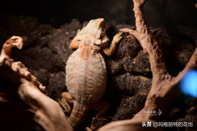 雨林缸能够养的蜥蜴,鱼缸改造封闭式雨林缸养蜥蜴