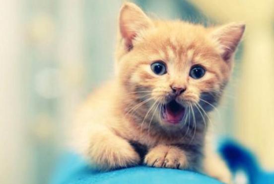 郑州到成都宠物托运,成都到重庆托运宠物多少钱