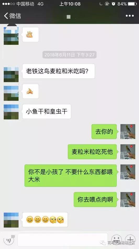 小鸟如何开食,鸟怎么开食算告捷