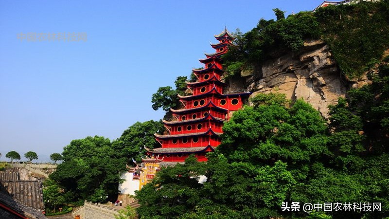 江上琼阁石宝寨！一县一品公益助农，重庆忠县农特产品柑橘