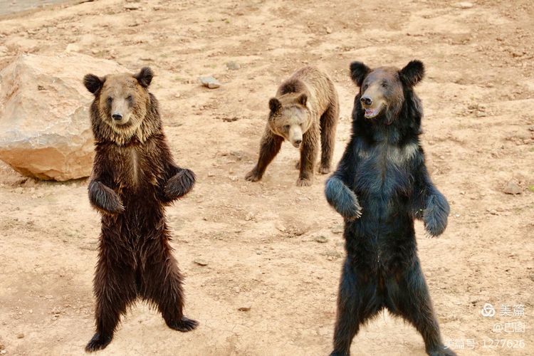 游玩万安山,洛阳万安山游玩攻略