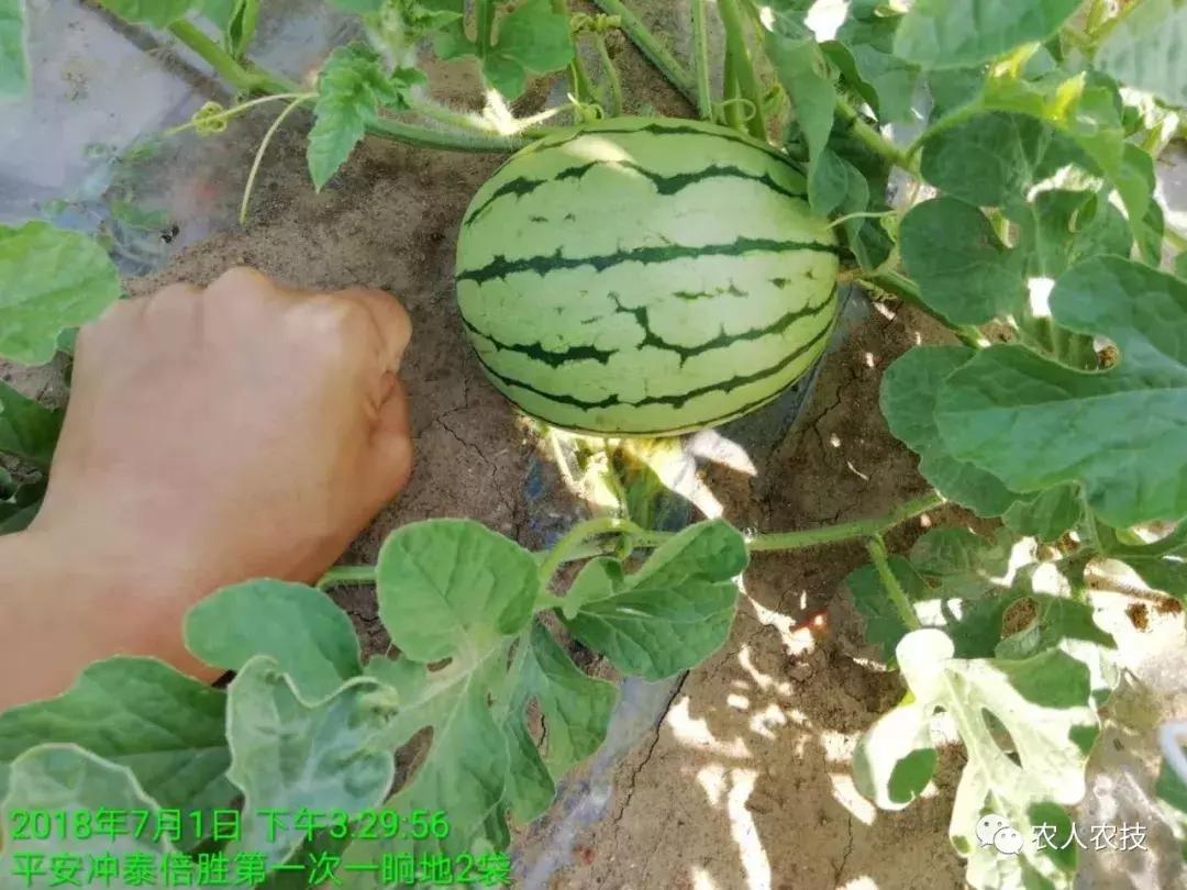 水溶肥合理施肥有什么意义,水溶肥使用禁忌