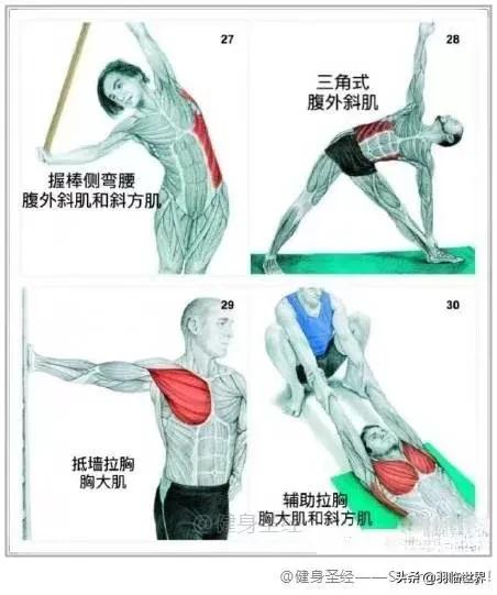 打完球要拉伸有什么功能,松解球怎么松解背部
