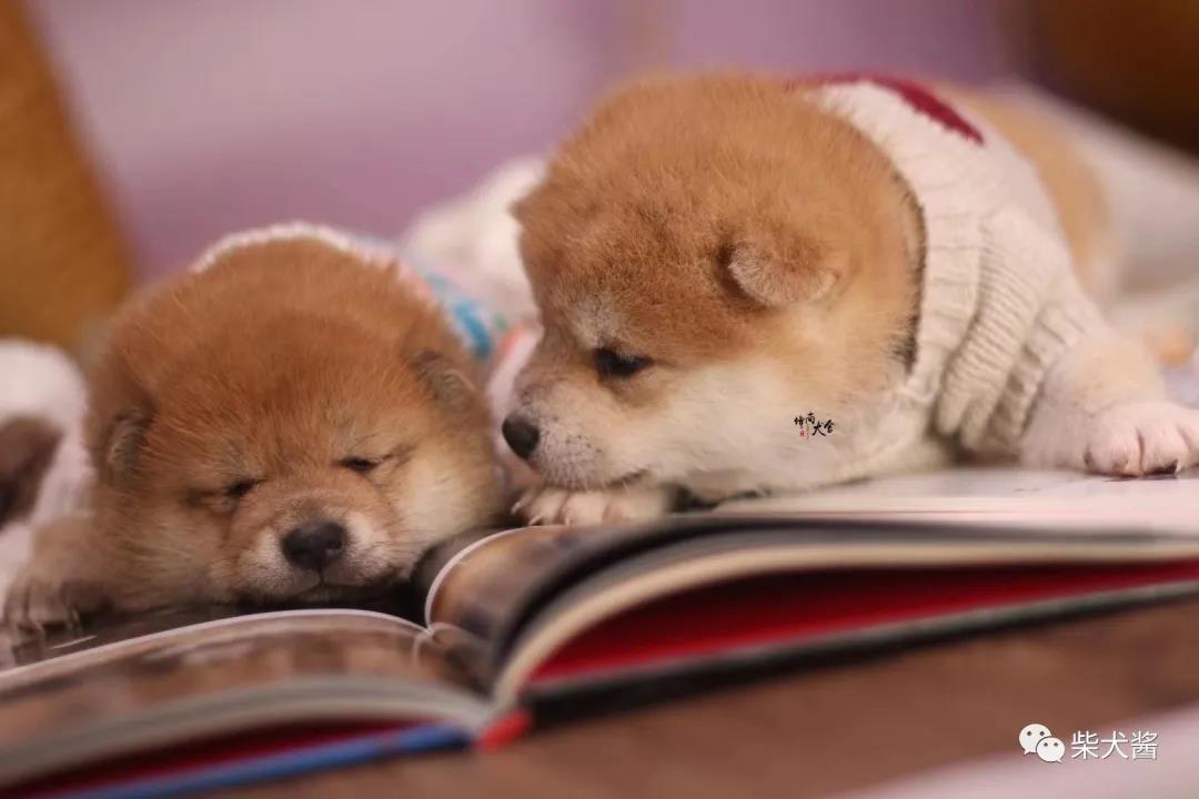 广州最大的纯种柴犬基地,怎么样才能买到好的柴犬