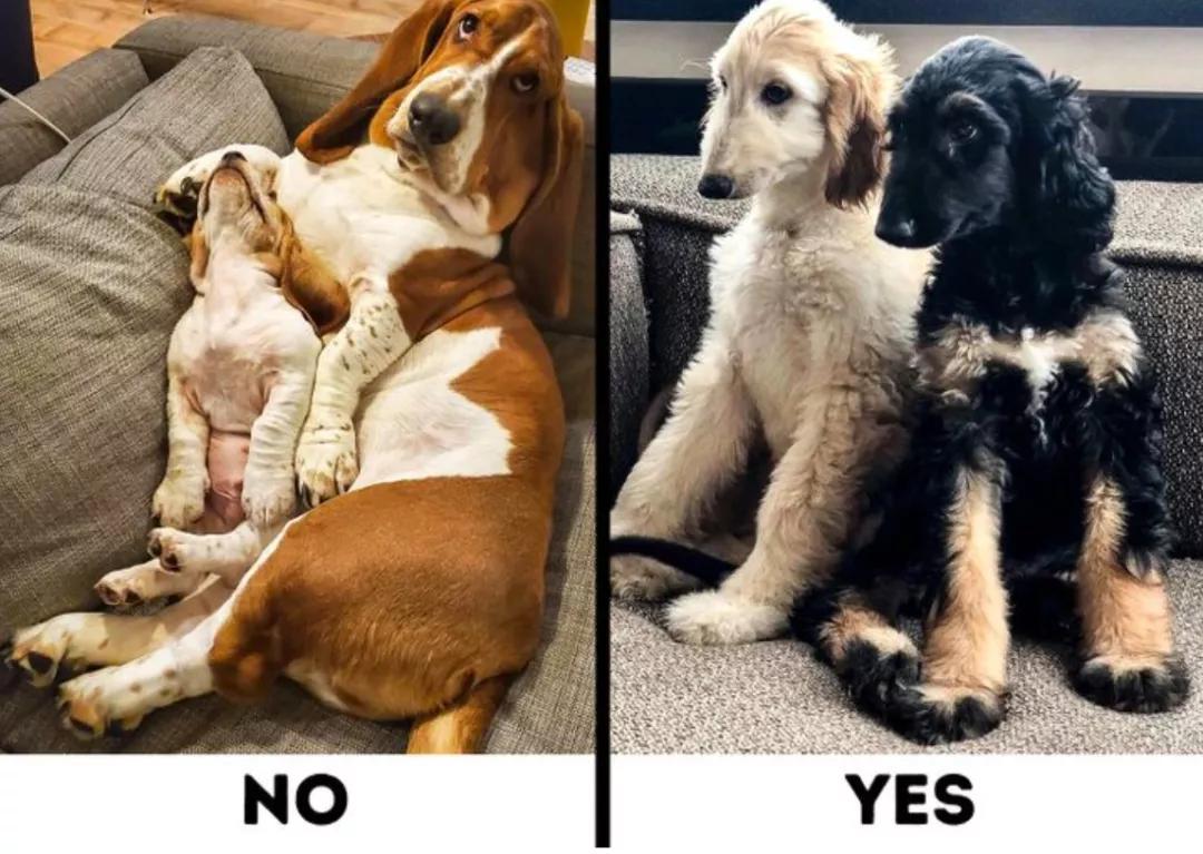 最好养不掉毛的狗狗,合适家养的狗狗推荐不掉毛