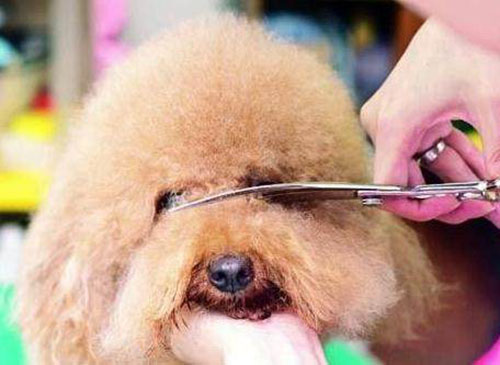 泰迪眼屎结块怎么清理,幼犬泰迪总有眼泪眼屎