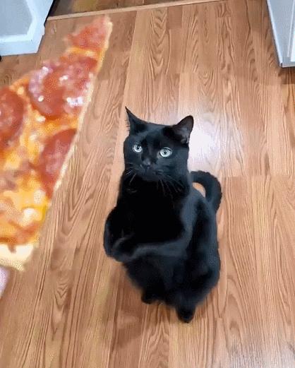 橘猫被抓警察局,肥猫被警察带走判刑