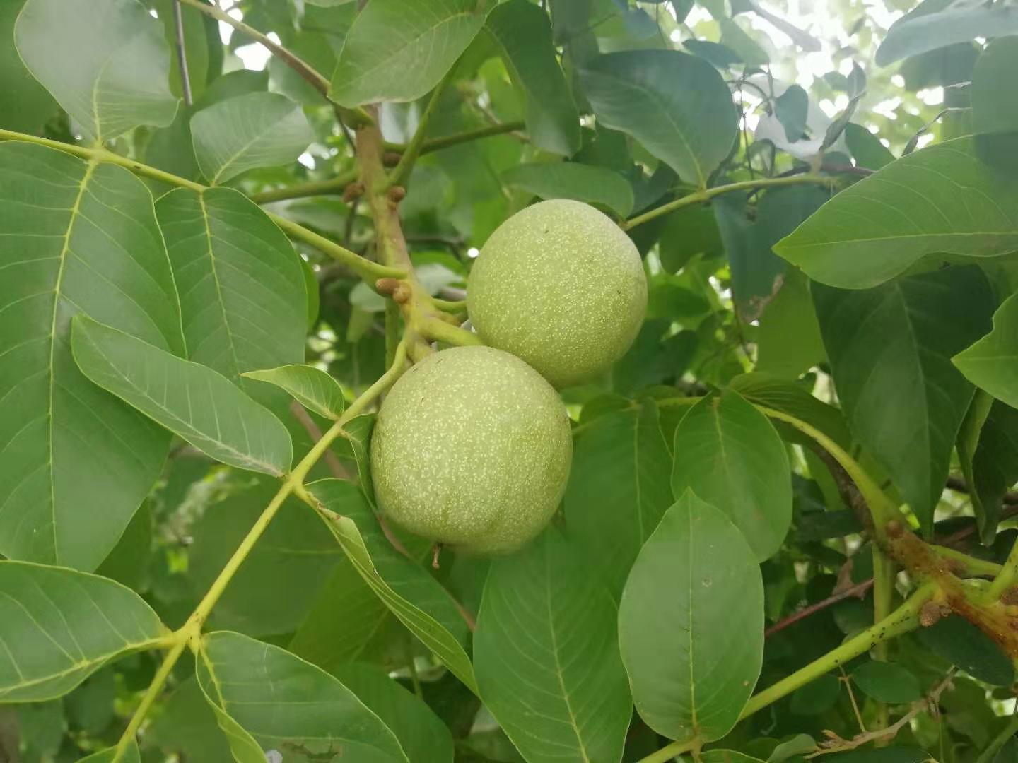 购买青皮核桃,开青皮文玩核桃