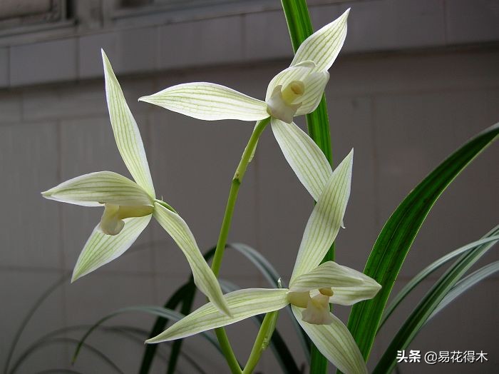 大雪素莲瓣兰和剑阳蝶多少钱一苗,莲瓣兰大雪素和老种大雪素的区别