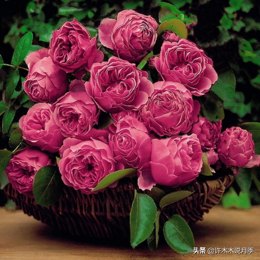 买到假月季苗怎么办,怎样网购月季不受骗