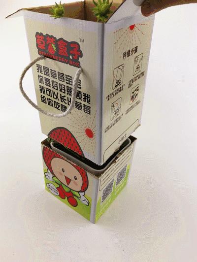 草莓一亩能赚多少钱,白色草莓一亩能赚多少钱