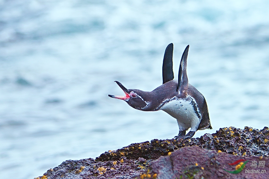 为吃鱼迁居热带，这企鹅还学狗吐舌降温，差点被入侵物种逼至绝种