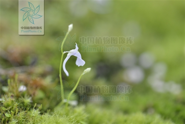 卖萌节丨植物卖起萌来，谁顶得住？