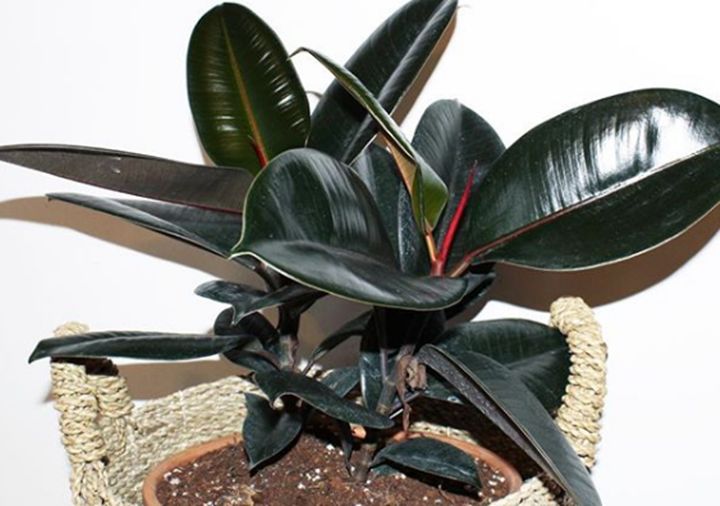 10种好养的花草,这些绿植养在家里高级又实用