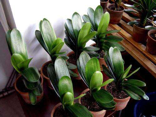 君子兰这样养每年都长得很好,君子兰养一年不开花只需放点它