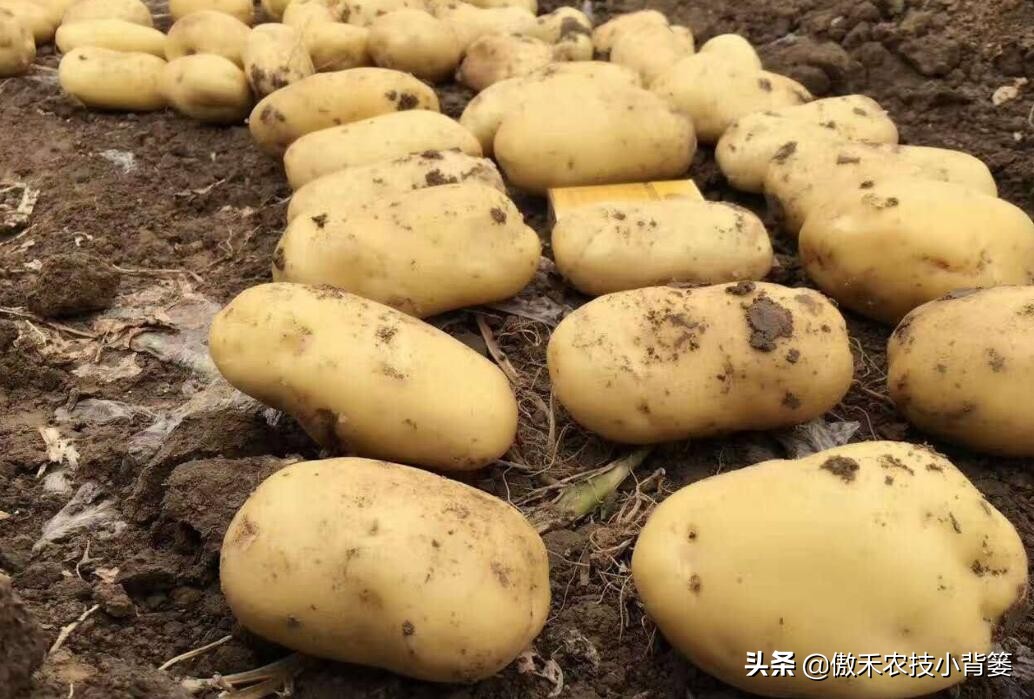 如何提高种植土豆的产量,怎样提高马铃薯的产量