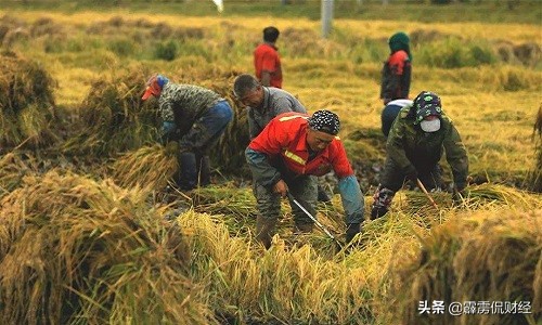粮食价格那么低农民怎么赚钱,粮食价格低农民怎么活