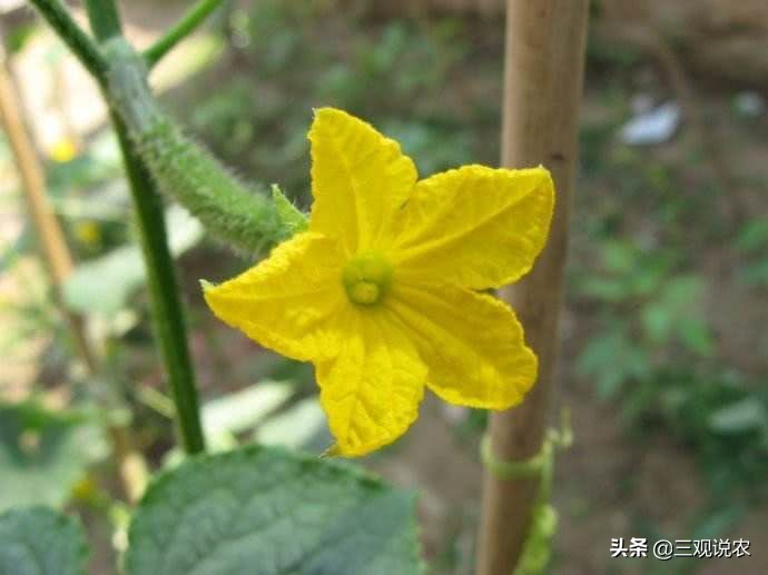 植物生长调节剂催熟,有催熟功能的植物生长调节剂