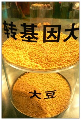 为什么会出现转基因技术,转基因原理与危害