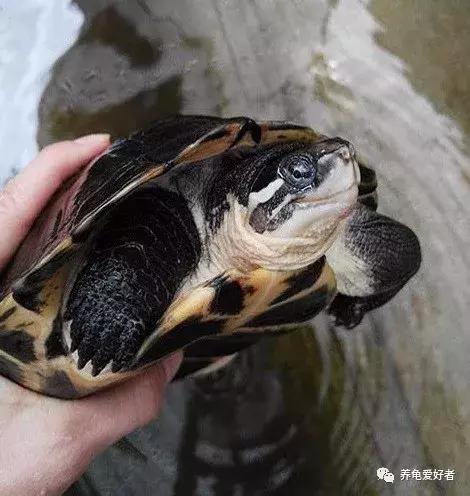 如果你不懂龟，看完之后会想要一只吗？